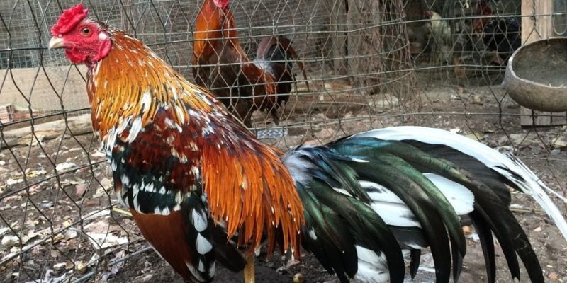 Gà ngũ sắc là giống kê sở hữu 5 màu lông