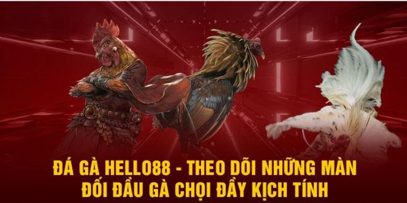 Những nét chính về đá gà HELLO88