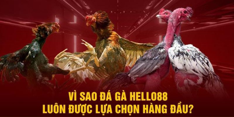 Tổng hợp ưu điểm đặc trưng của đá gà HELLO88